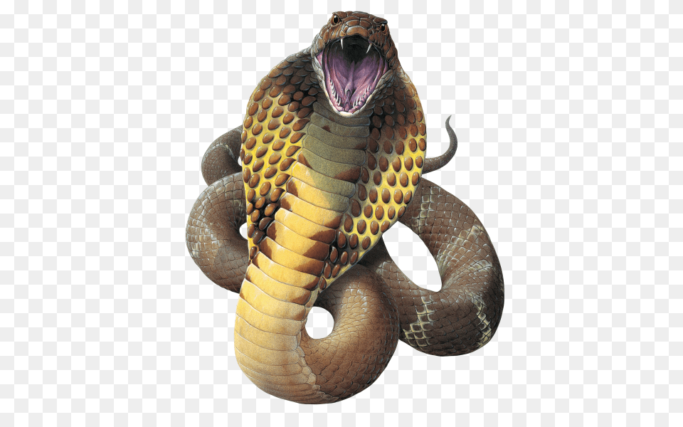 Cobra, Animal, Reptile, Snake Free Transparent Png