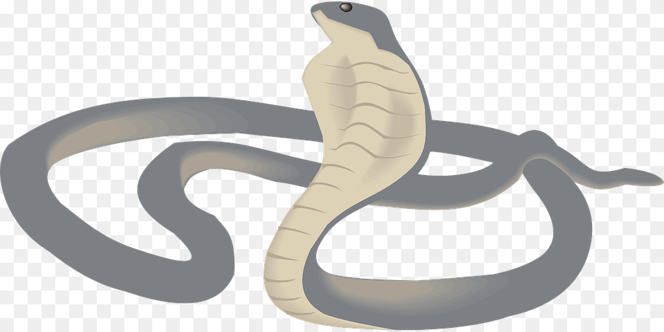 Cobra, Animal, Reptile, Snake Png