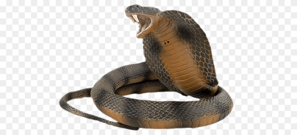 Cobra, Animal, Reptile, Snake Free Png