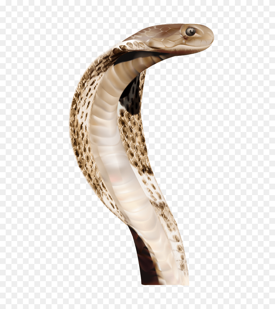 Cobra, Animal, Reptile, Snake Png Image