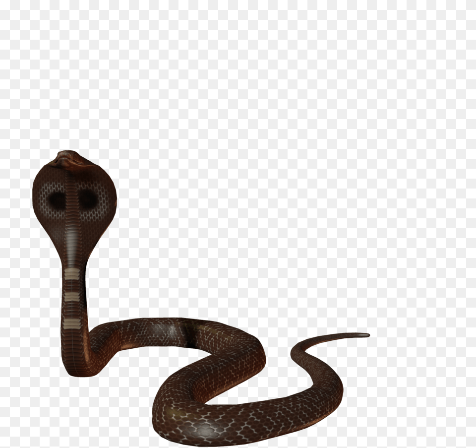 Cobra, Animal, Reptile, Snake Free Png