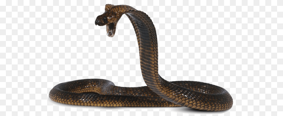Cobra Background Cobra, Animal, Reptile, Snake Free Png