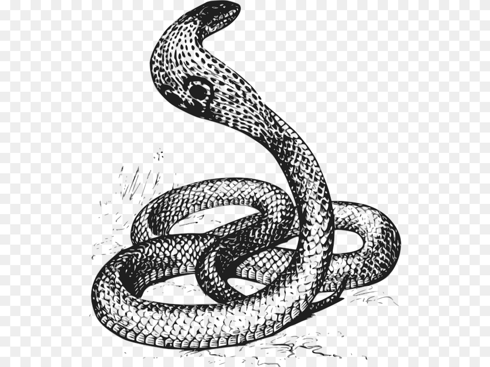 Cobra Black And White, Animal, Reptile, Snake, Fish Free Transparent Png