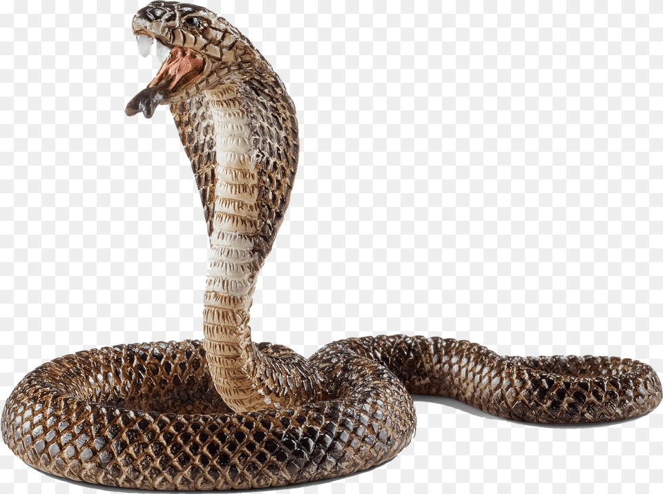 Cobra Pic Snake Rearing Up, Animal, Reptile Free Png