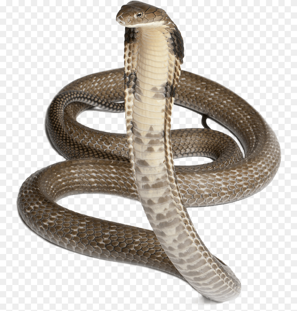 Cobra Serpiente 4 Fotos 1 Palabra, Animal, Reptile, Snake Free Transparent Png