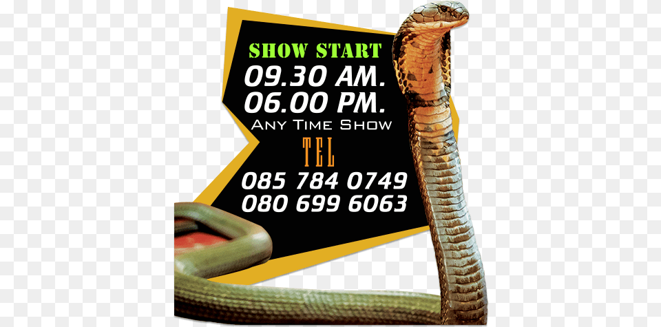 Cobra Show Rotten In The State, Animal, Reptile, Snake, Advertisement Png Image