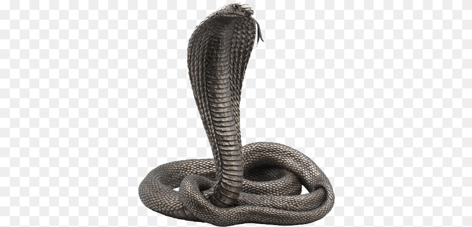 Cobra Snake, Animal, Reptile Png Image
