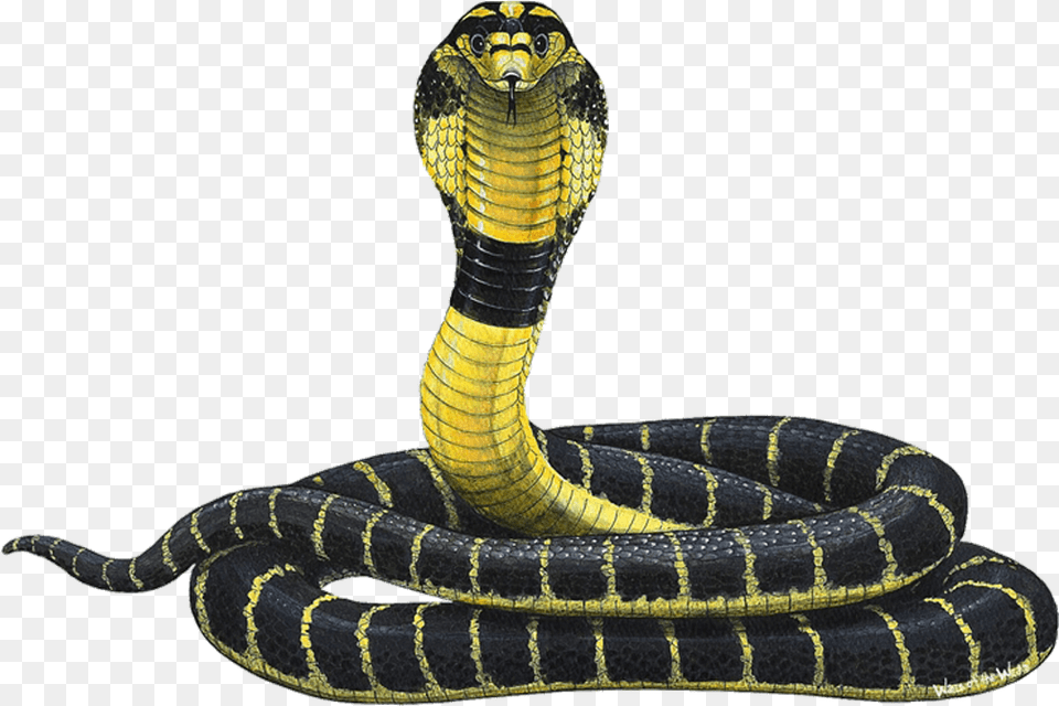 Cobra Snake For Kids Cobra, Animal, Reptile Free Png Download