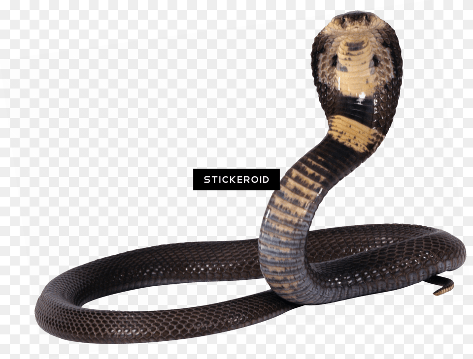 Cobra Snake Hd, Animal, Reptile Free Transparent Png