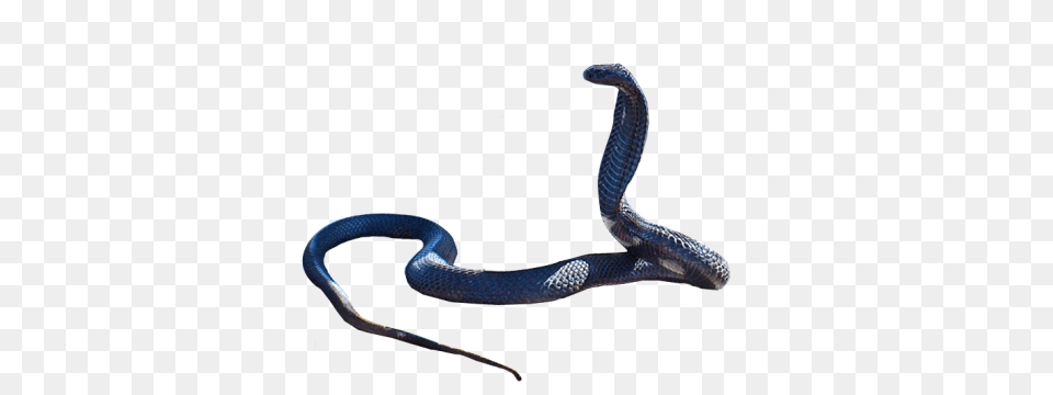 Cobra Snake Hd, Animal, Reptile Free Png