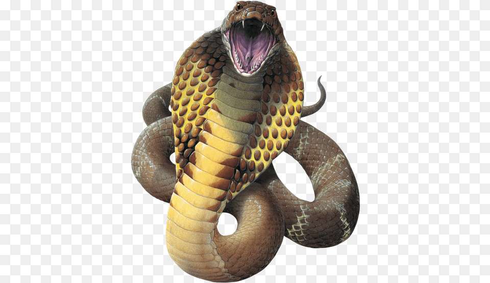 Cobra Snake Hd King Cobra Background, Animal, Reptile Free Png