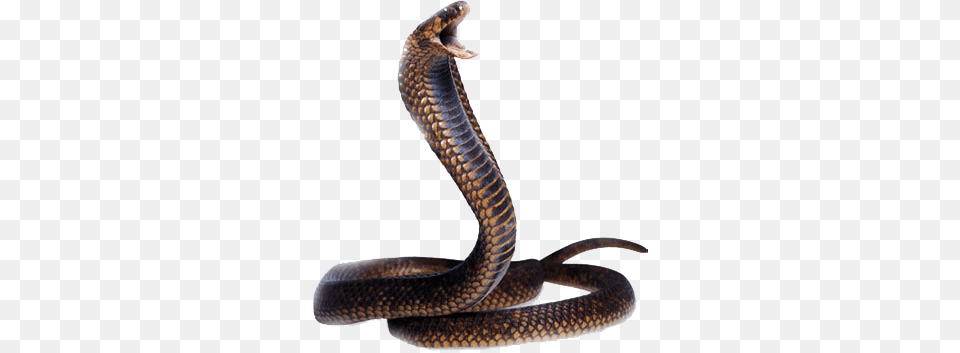 Cobra Snake Head, Animal, Reptile Free Png