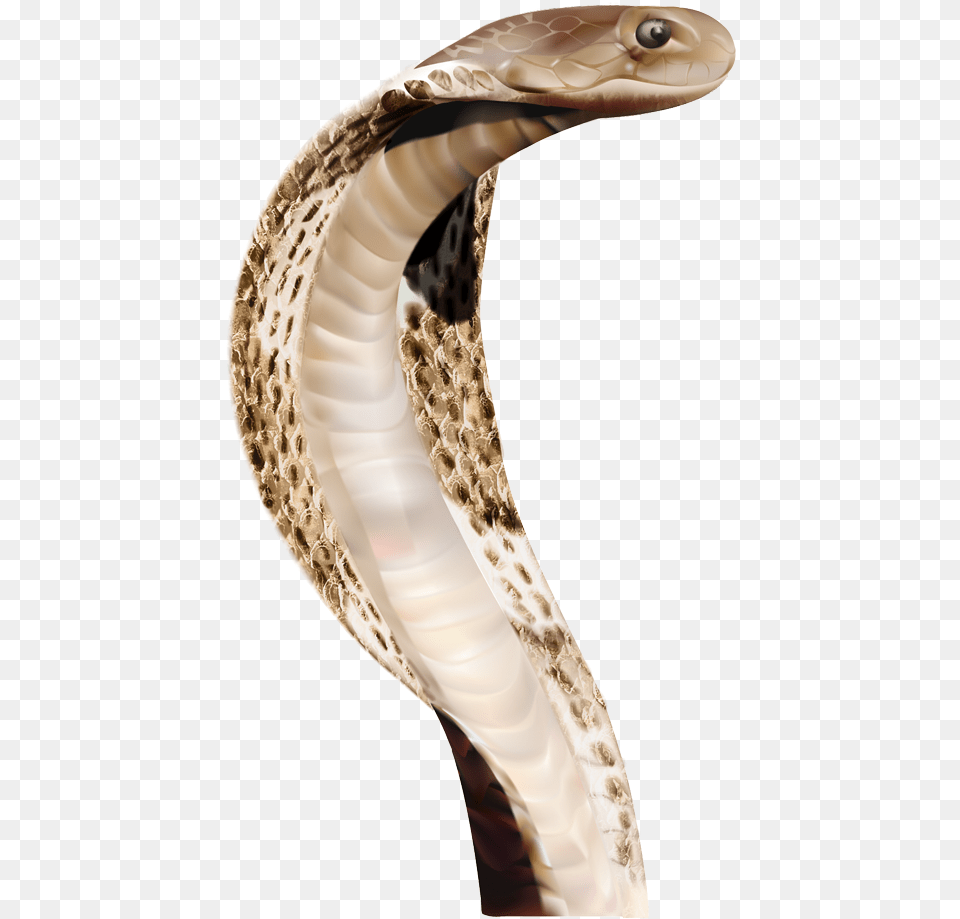 Cobra Snake Head, Animal, Reptile, Blade, Dagger Png