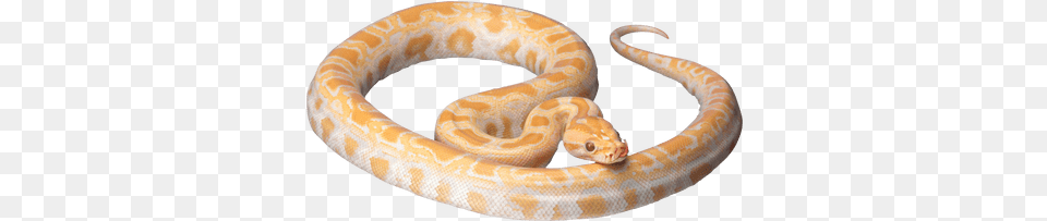 Cobra Snake Head Transparent Stickpng White And Orange Snake, Animal, Reptile, Rock Python Free Png