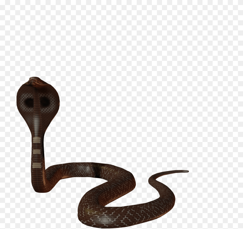 Cobra Snake Images, Animal, Reptile Free Transparent Png