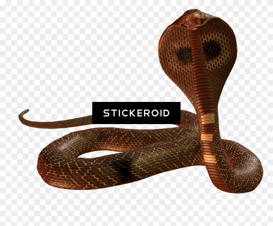 Cobra Snake Indian Cobra, Animal, Reptile Png