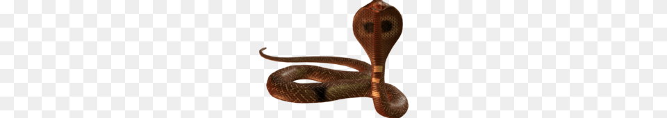Cobra Snake Picture Archives, Animal, Reptile Free Png