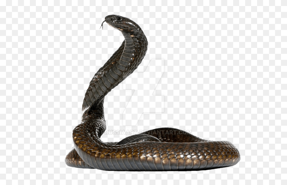 Cobra Snake Snake On Background, Animal, Reptile Free Transparent Png