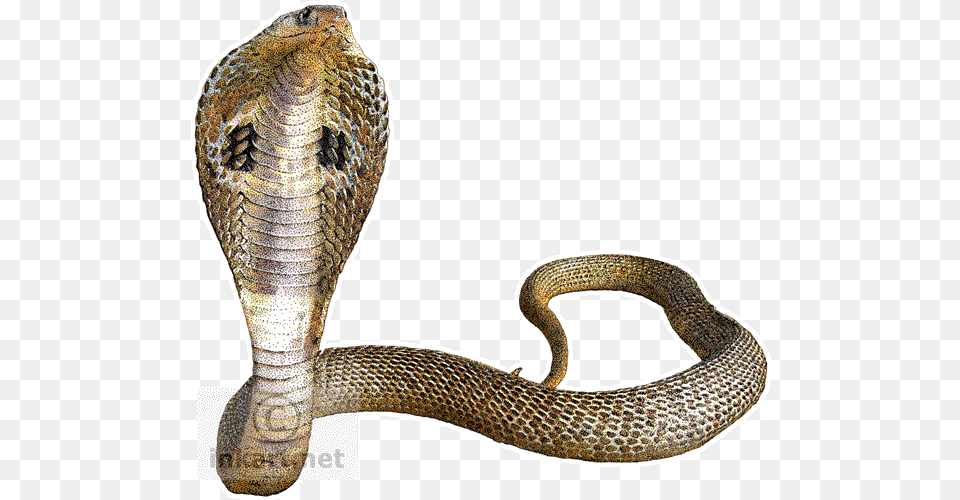 Cobra Snake Transparent Background King Cobra Snake, Animal, Reptile Png Image