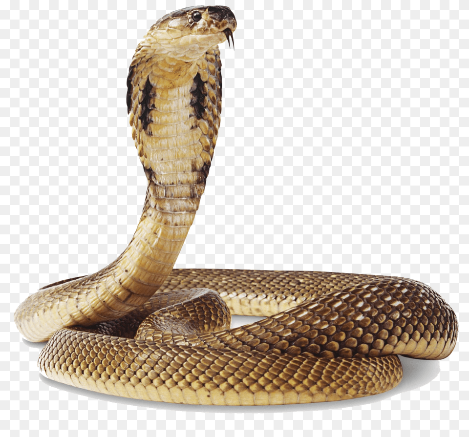 Cobra Snake Transparent Background Snake, Animal, Reptile Png