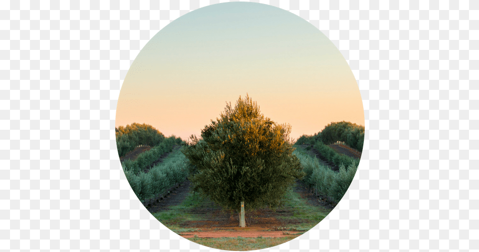 Cobram Estate Olive Groves, Field, Tree, Plant, Grassland Free Png