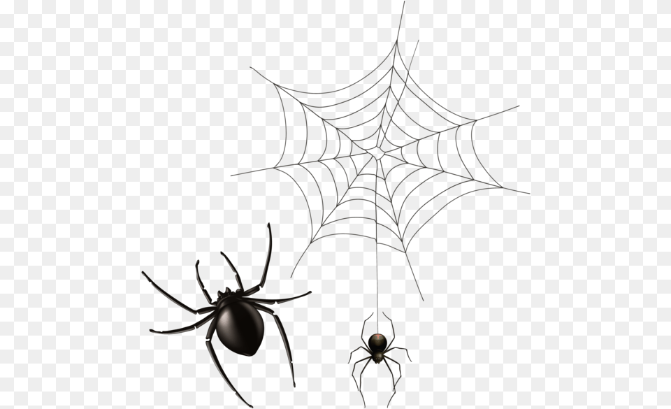 Cobweb, Animal, Invertebrate, Spider, Spider Web Free Png