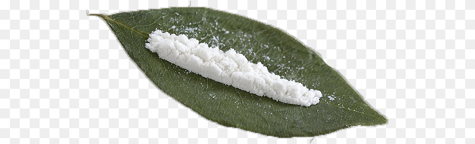 Coca Cocaine, Leaf, Plant, Powder, Weather Free Png Download