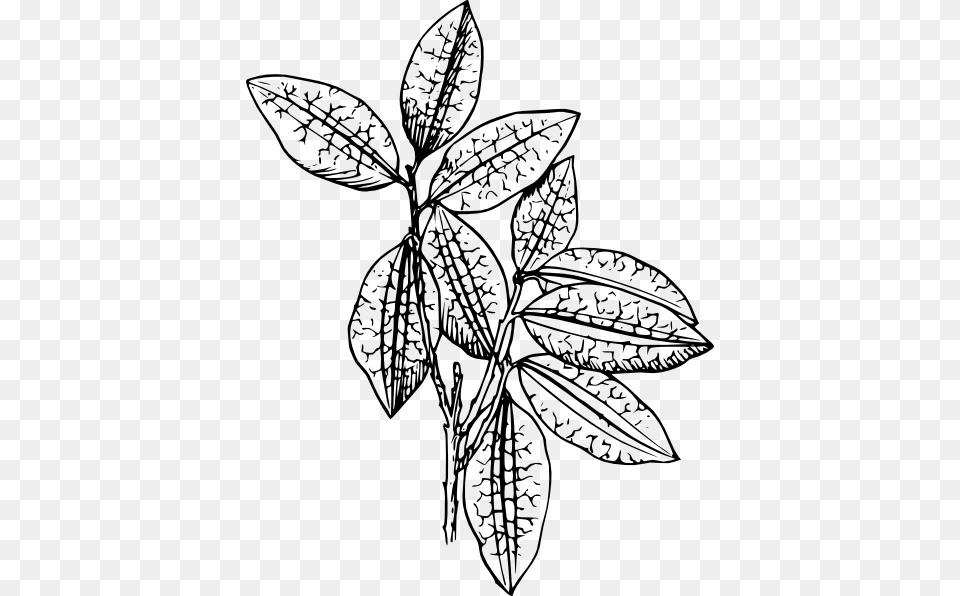 Coca Plant Clip Art, Leaf, Drawing, Doodle, Face Png