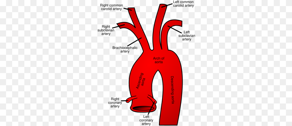 Cocaethylene Synthesis And Pathophysiology Proteopedia Aortic Arch, Clothing, Lifejacket, Vest, Dynamite Free Png Download