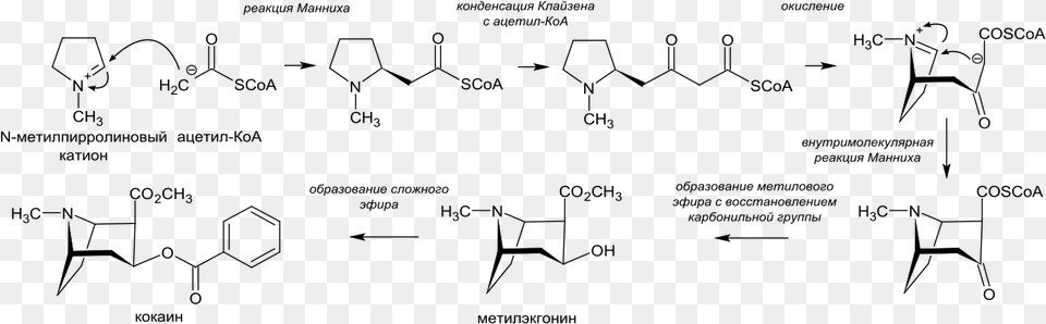 Cocaine Biosynthesis Ru Biosynthesis Cocaine, Nature, Night, Outdoors Png Image