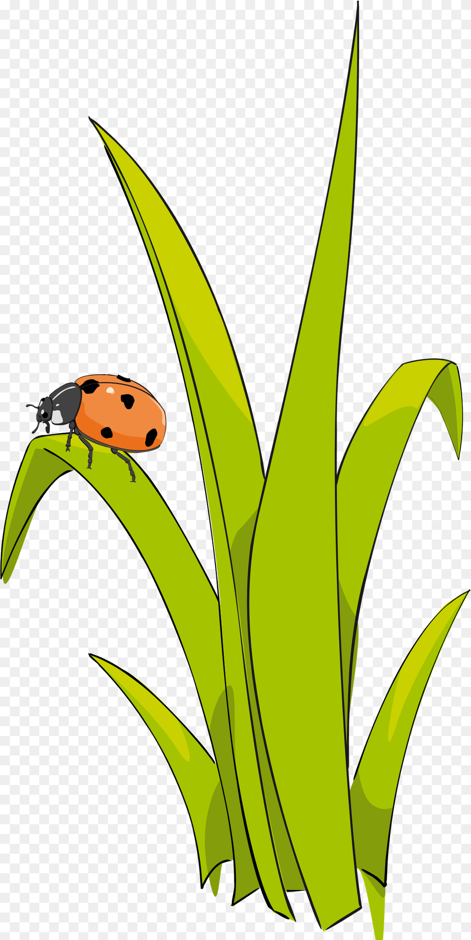 Coccinelle Sur Brin D Herbe Ladybug On Grass Clipart, Leaf, Plant, Animal, Insect Png Image