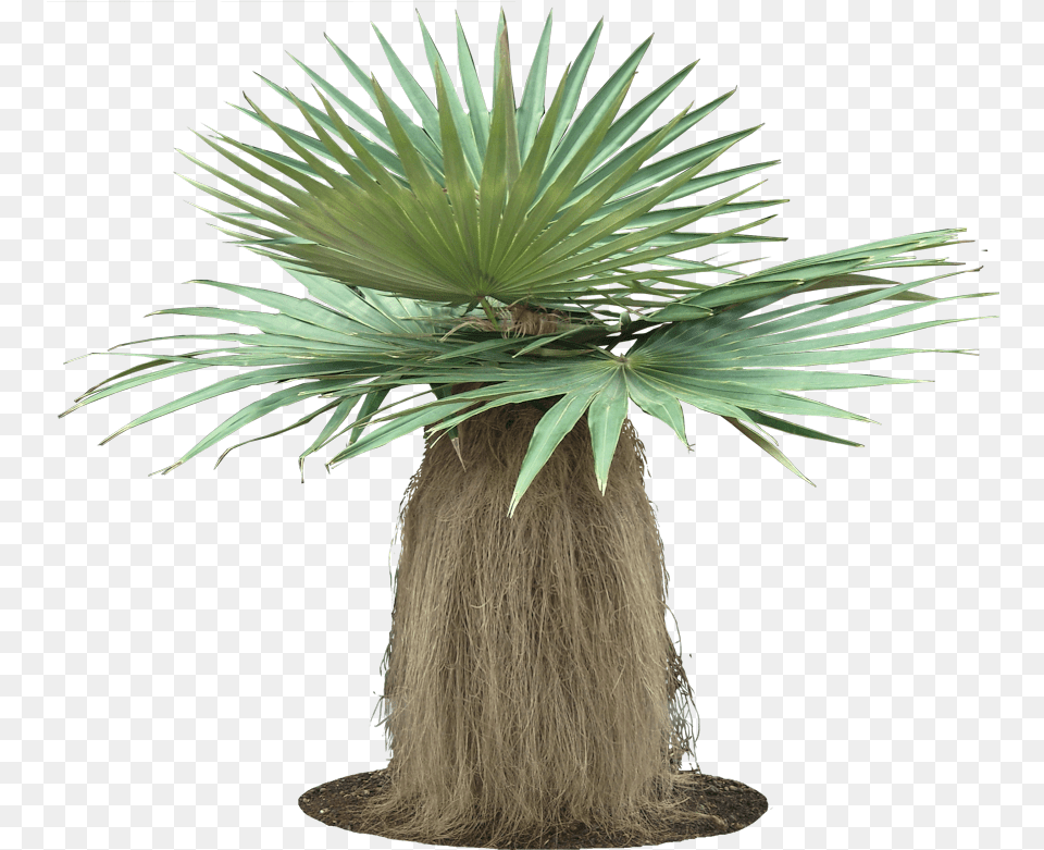 Coccothrinax Crinita, Palm Tree, Plant, Tree Free Transparent Png