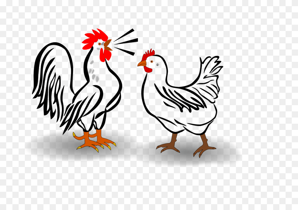 Cochin Chicken Leghorn Chicken Plymouth Rock Chicken Silkie Brahma, Animal, Bird, Fowl, Poultry Free Png