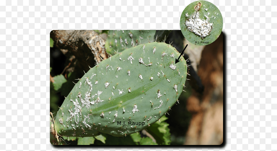 Cochineal Insect On A Opuntia Cactus, Plant Png