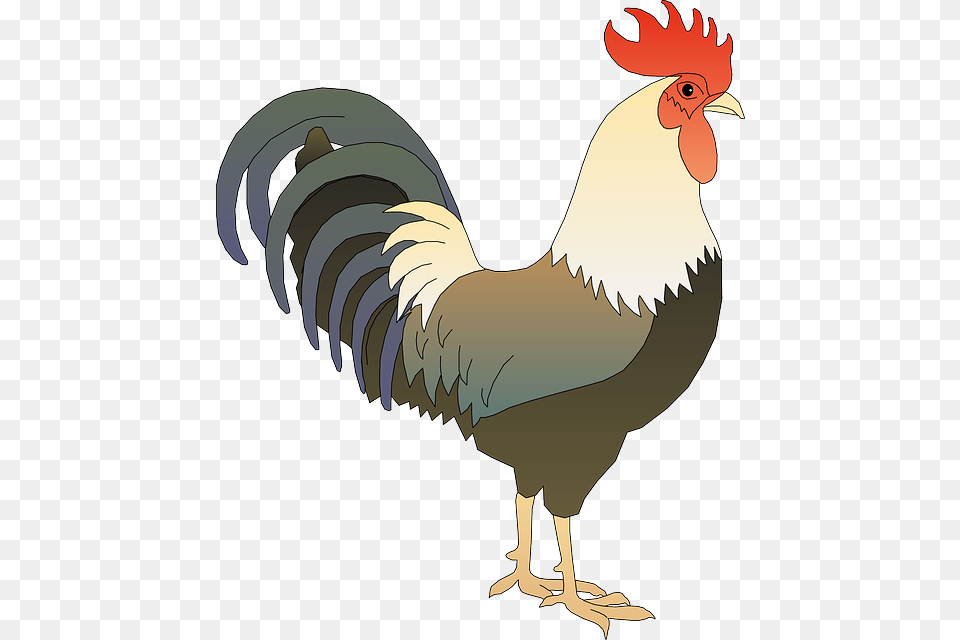 Cock, Animal, Bird, Chicken, Fowl Free Transparent Png