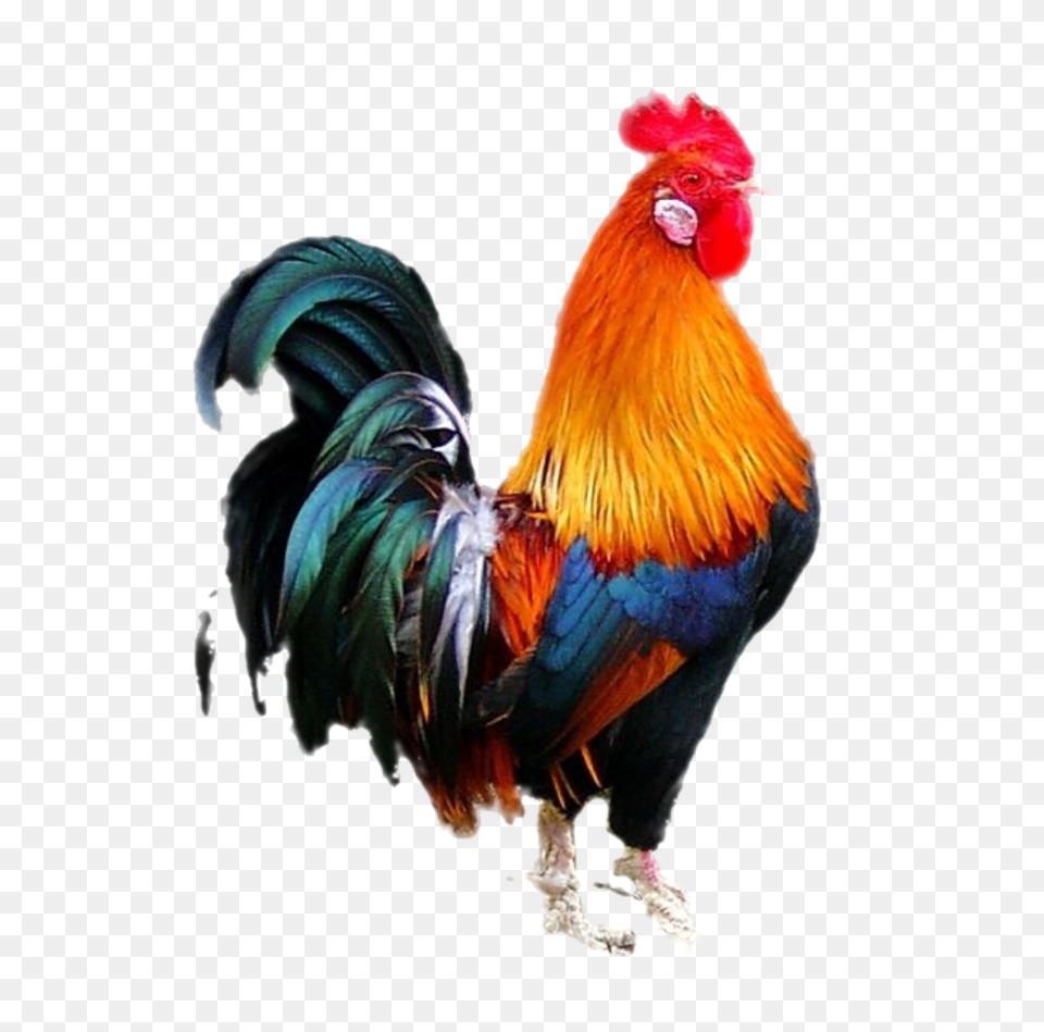 Cock, Animal, Bird, Chicken, Fowl Free Transparent Png