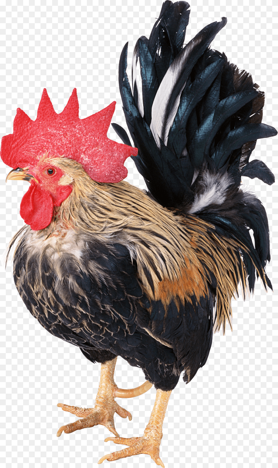 Cock, Animal, Bird, Chicken, Fowl Free Png Download