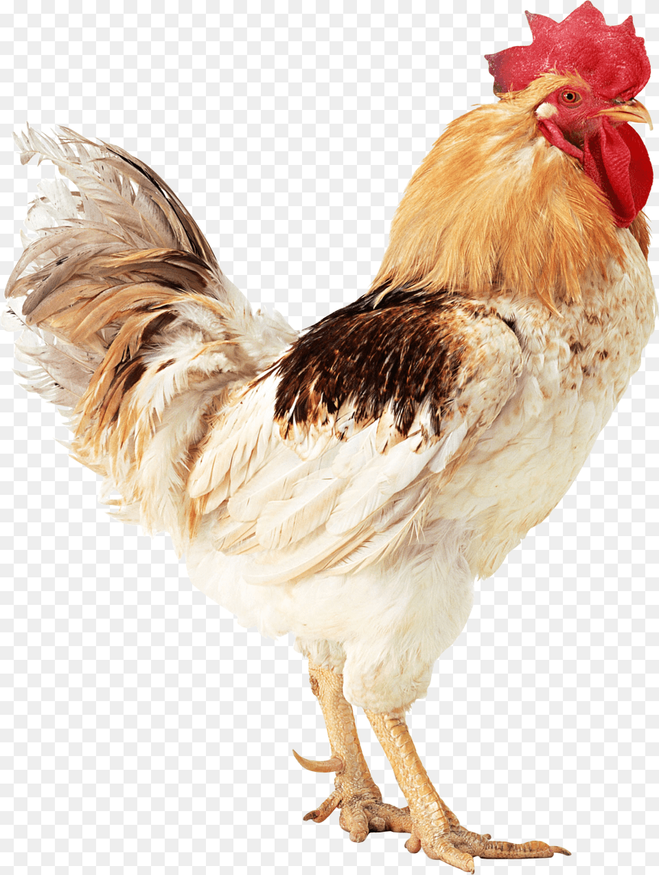 Cock, Animal, Bird, Chicken, Fowl Free Transparent Png