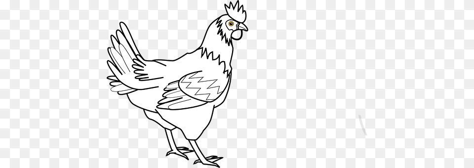 Cock Animal, Bird, Chicken, Fowl Free Png