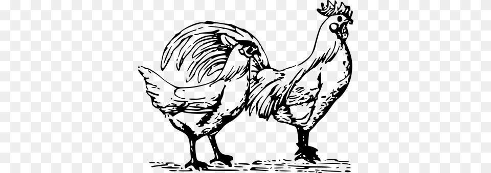 Cock Gray Png