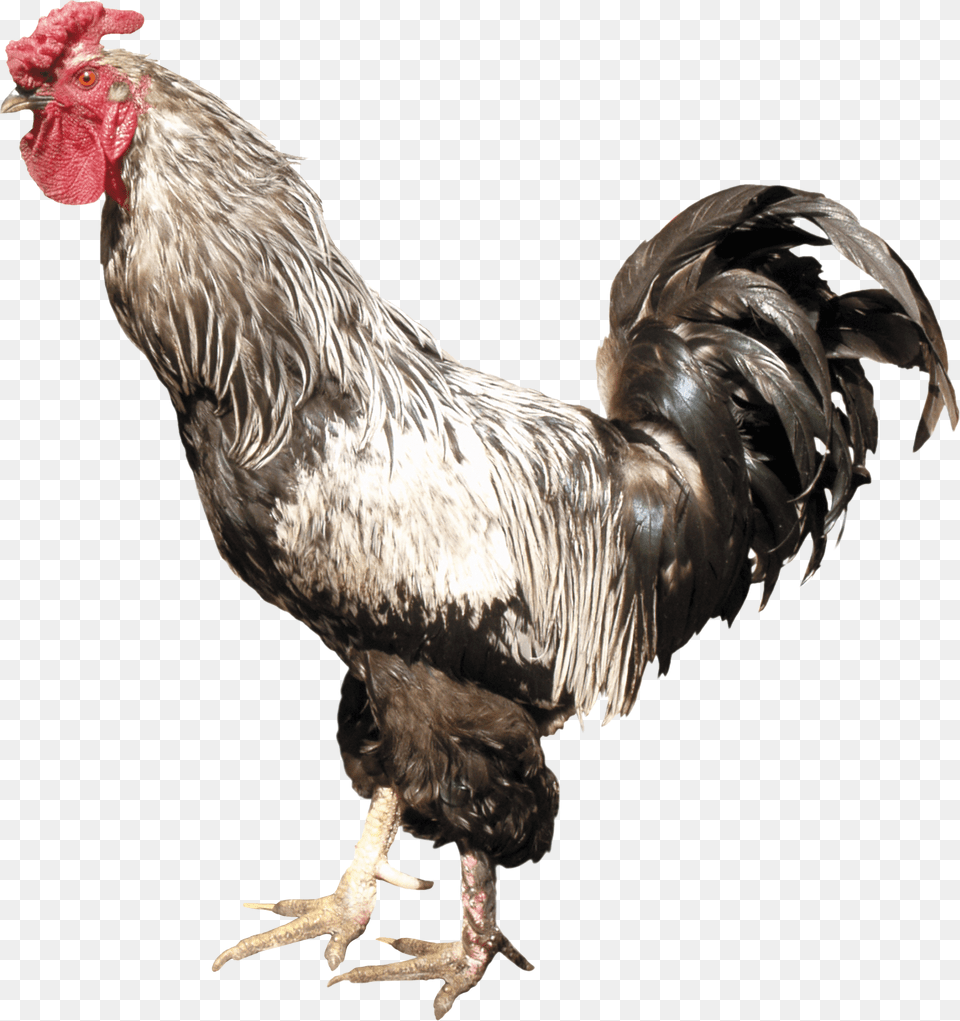 Cock, Animal, Bird, Chicken, Fowl Free Png Download