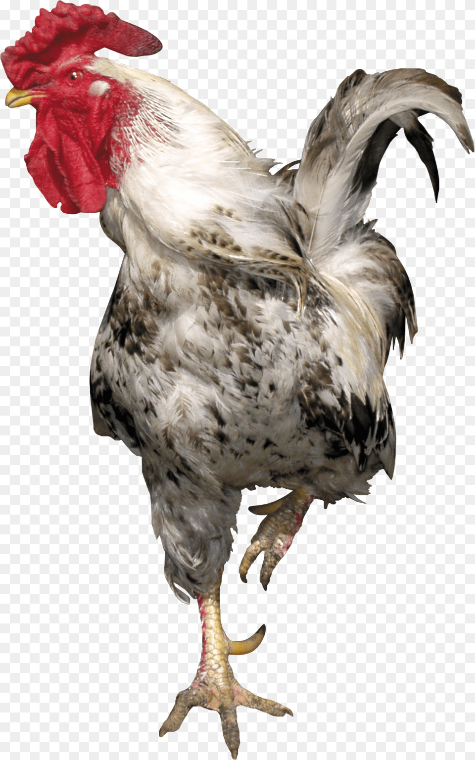 Cock, Animal, Bird, Chicken, Fowl Png