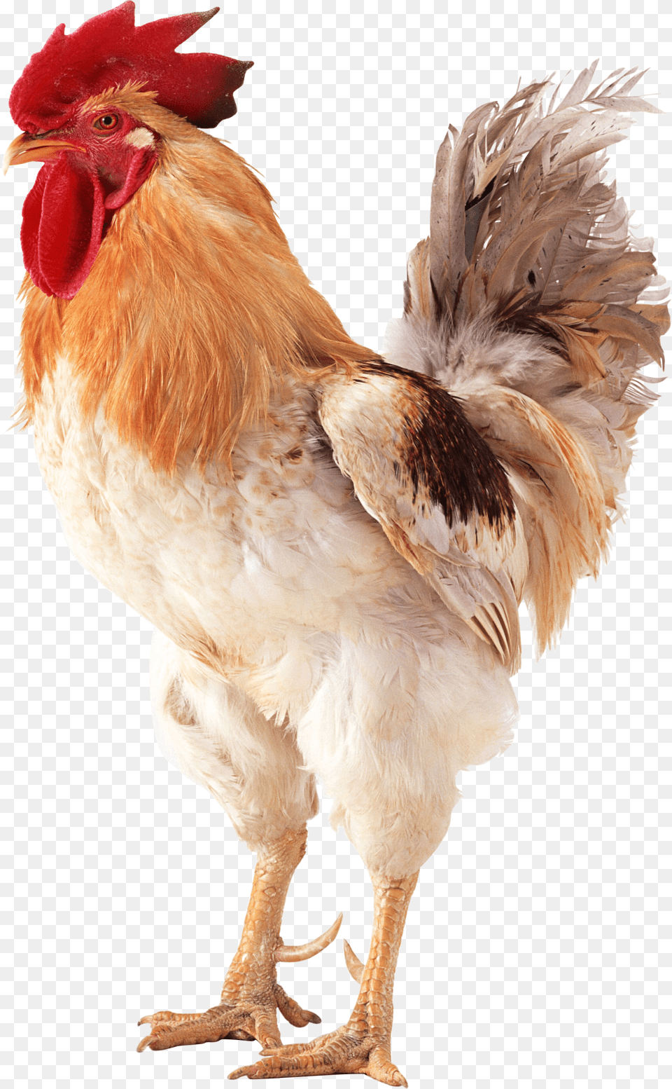 Cock, Animal, Bird, Chicken, Fowl Png Image