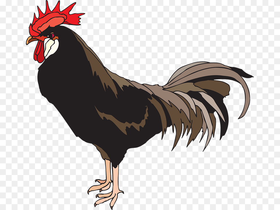 Cock, Animal, Bird, Chicken, Fowl Png