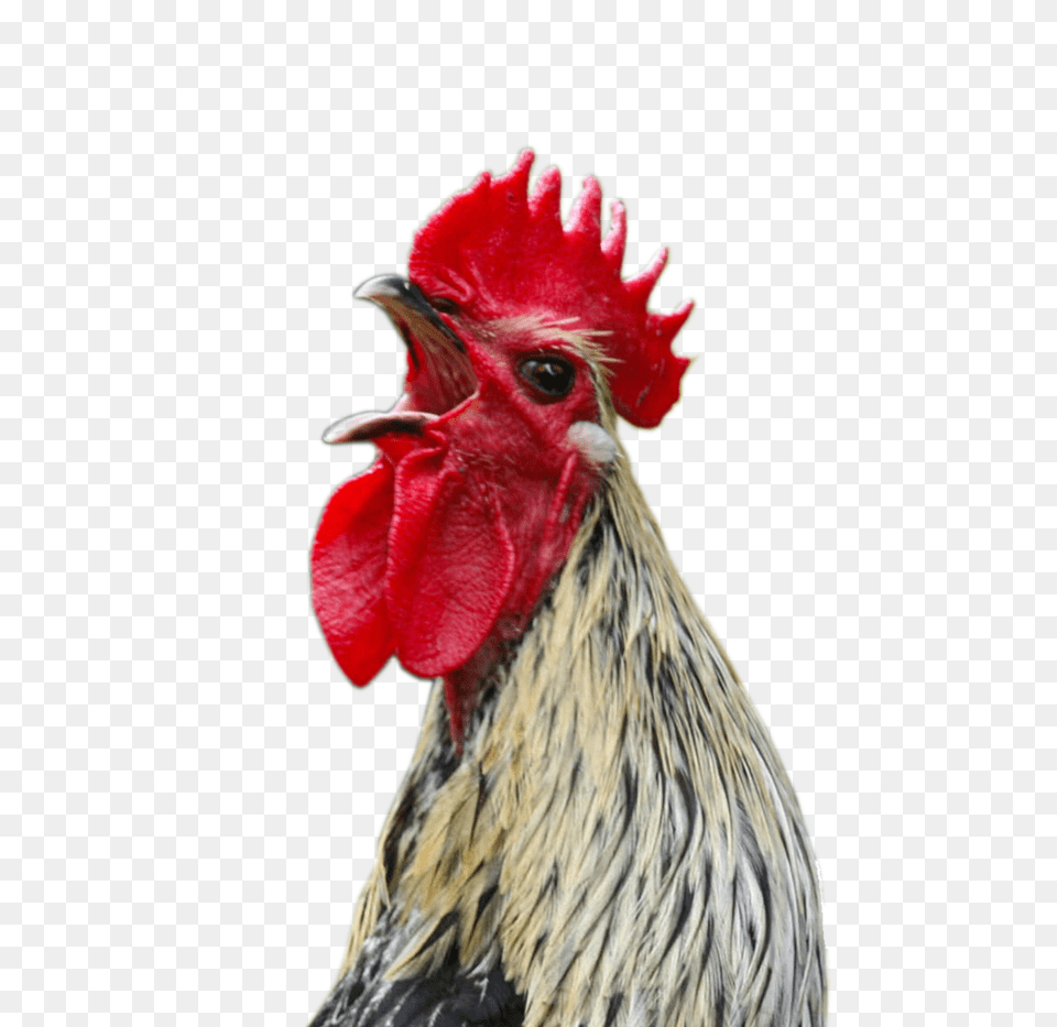 Cock, Animal, Bird, Chicken, Fowl Png