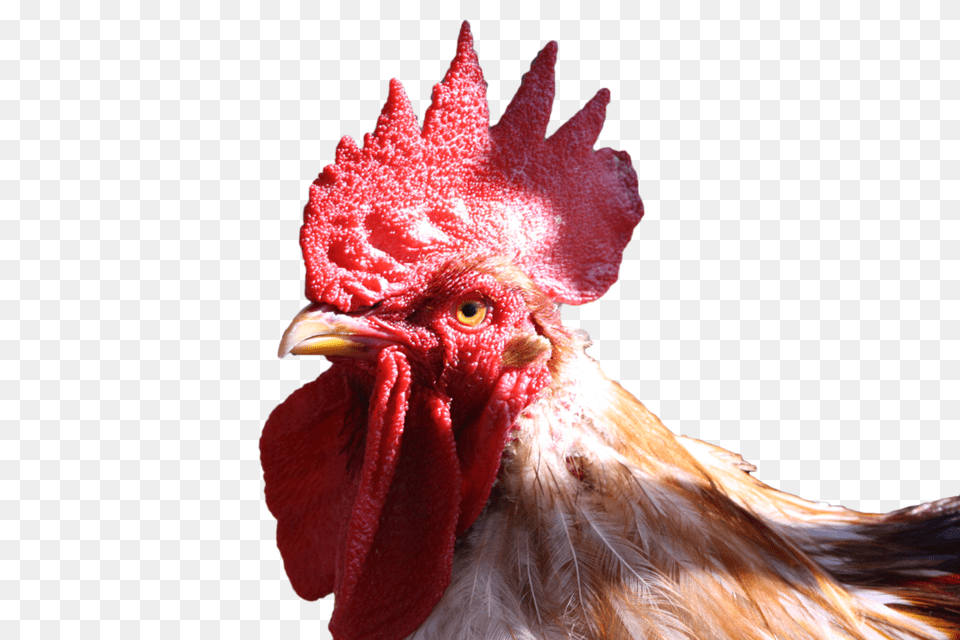 Cock, Animal, Bird, Chicken, Fowl Free Png Download