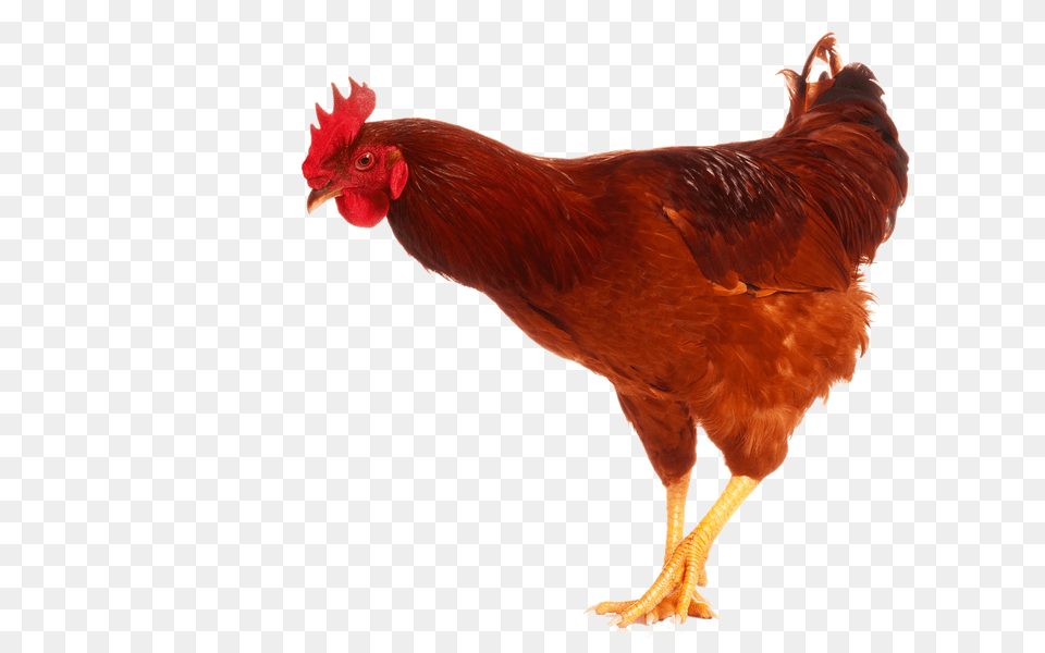 Cock, Animal, Bird, Chicken, Fowl Png