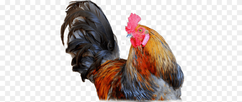 Cock, Animal, Bird, Chicken, Fowl Png Image