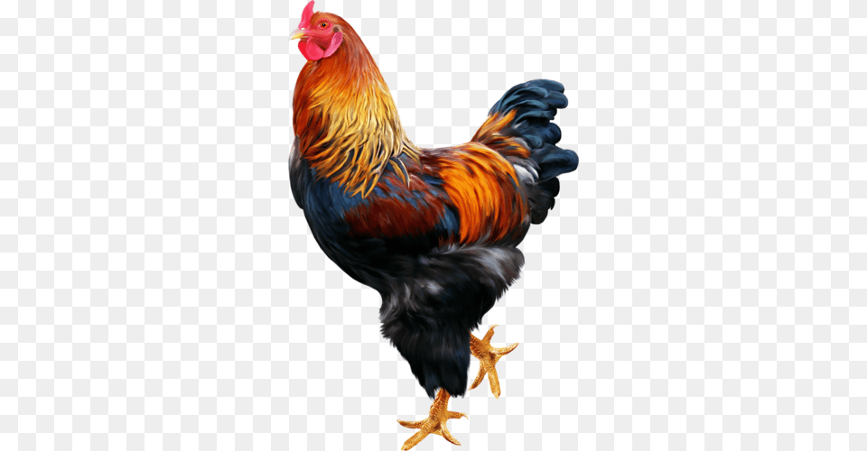 Cock, Animal, Bird, Chicken, Fowl Free Png