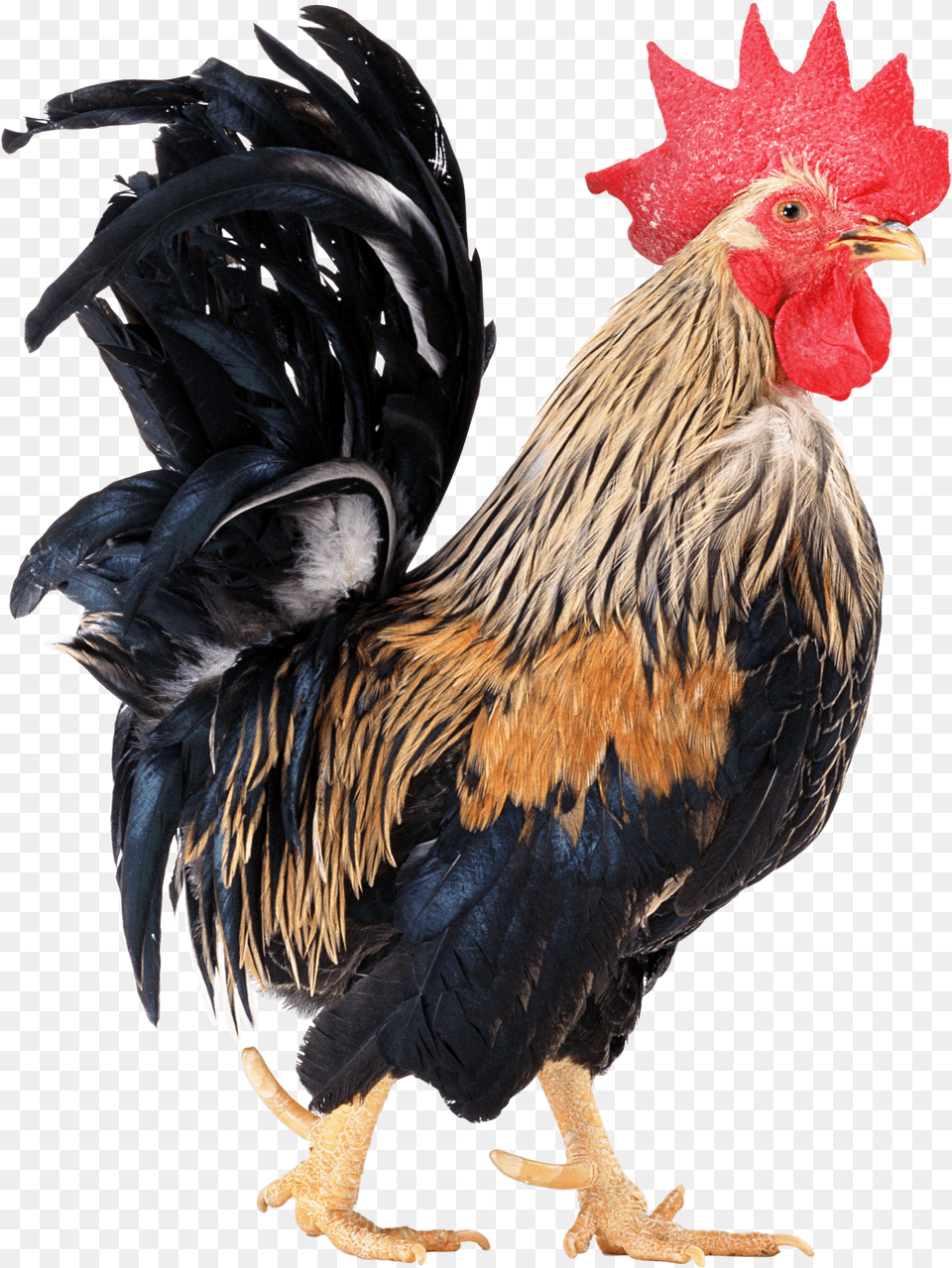 Cock, Animal, Bird, Chicken, Fowl Png Image